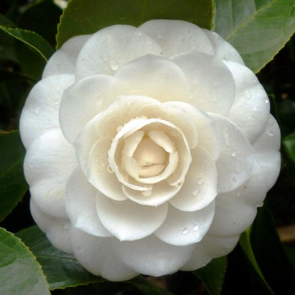 CAMELIA – ERBORISTERIA L'ANGOLO VERDE